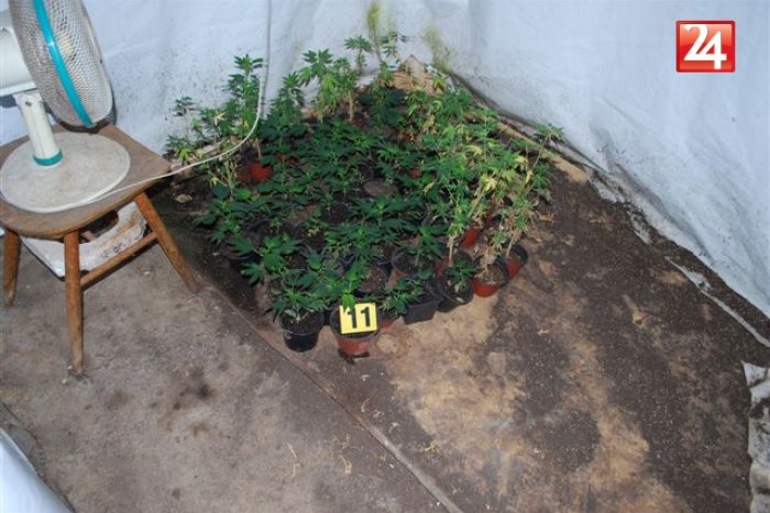 Ilustračný obrázok k článku Popradčan (32) policajtom zatelefonoval, že mladší brat má doma marihuanu!